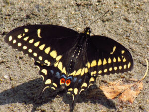 Black Swallowtail, Papilio polyxenes