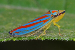 Candy-Striped Leafhopper, Graphocephala coccinea