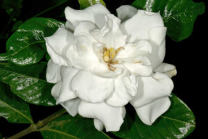 Cape Jasmine, Gardenia jasminoides