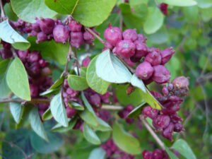 Coralberry, Symphoricarpos orbiculatus