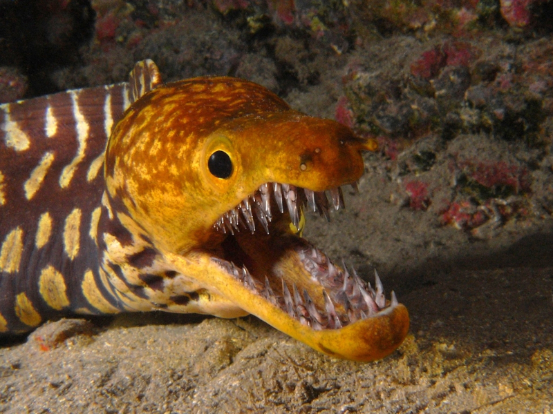 Fangtooth moray eel, Enchelycore anatina
