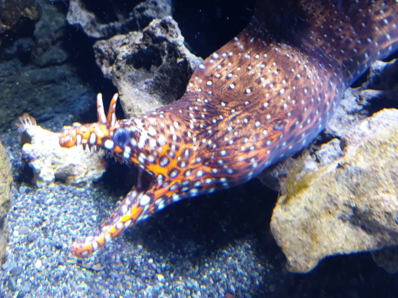 Fangtooth moray eel, Enchelycore anatina