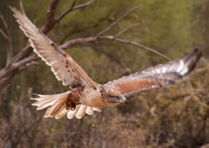 Ferruginous Hawk, Buteo regalis