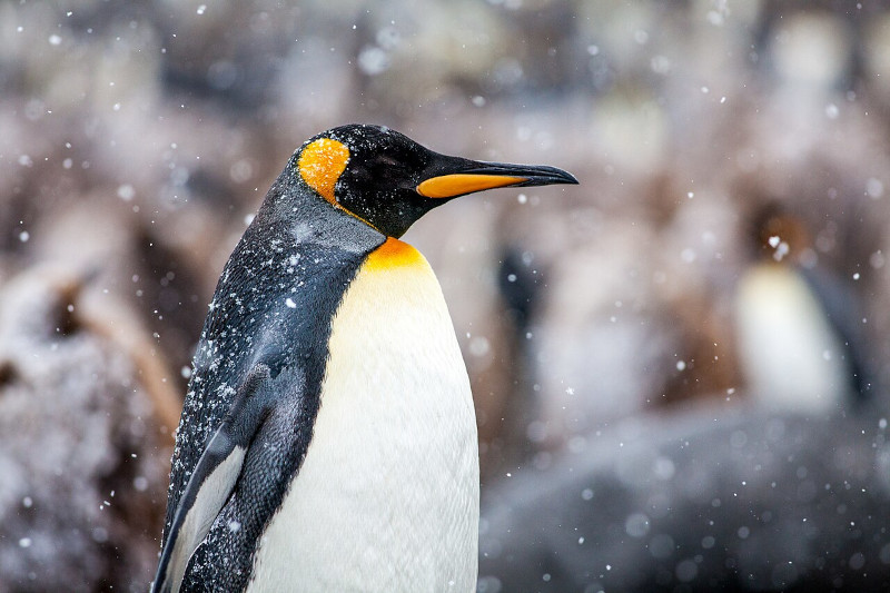 King Penguin, Aptenodytes patagonicus