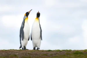 King Penguin, Aptenodytes patagonicus