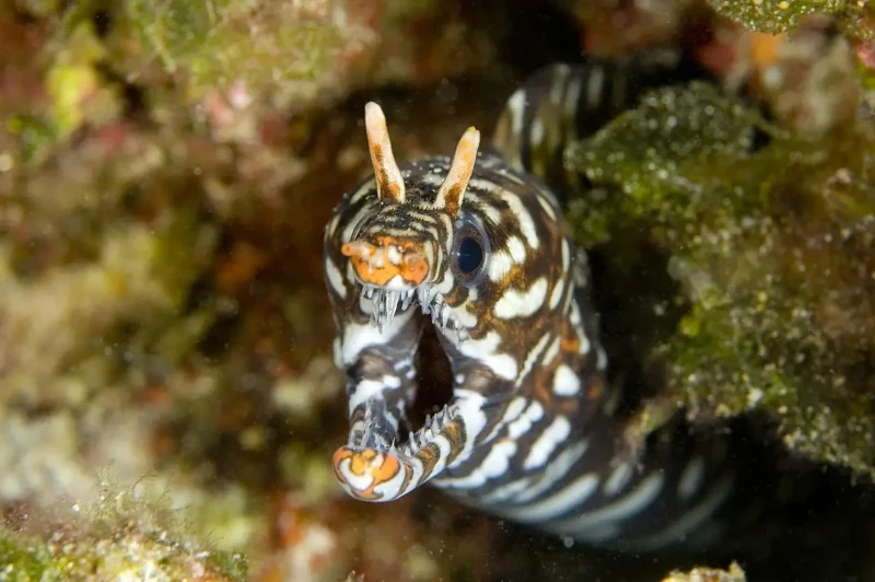 Fangtooth moray eel, Enchelycore anatina