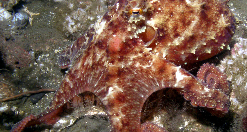 Ruby octopus, Octopus rubescens