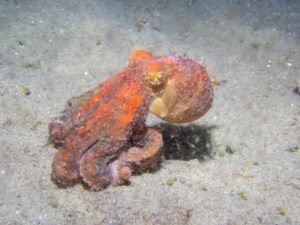 Ruby octopus, Octopus rubescens