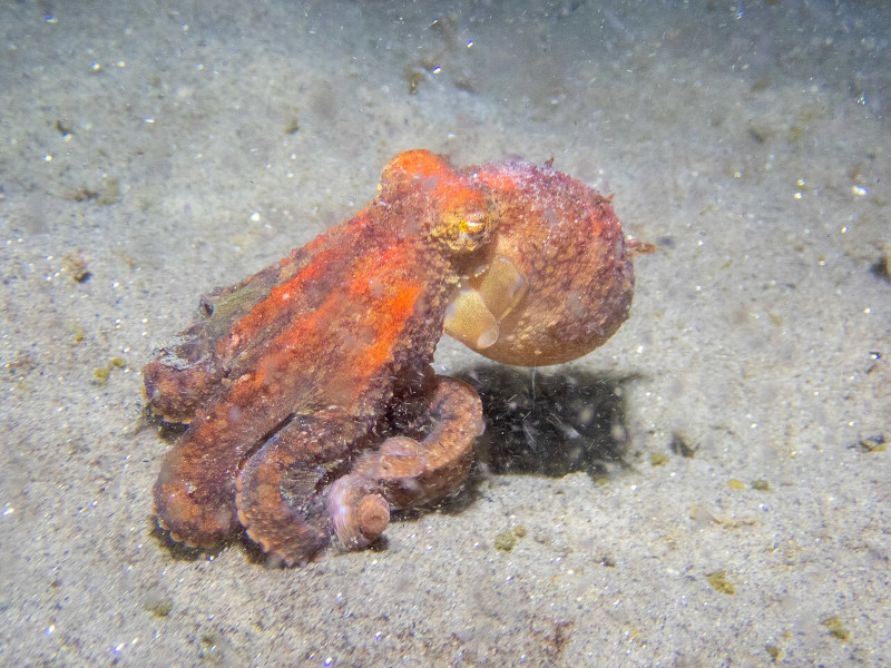 Ruby octopus, Octopus rubescens