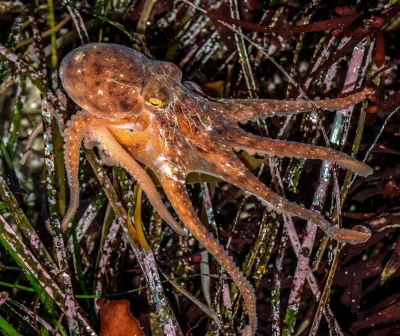 Ruby octopus, Octopus rubescens