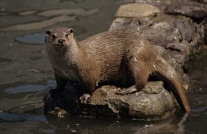 Eurasian Otter, Lutra lutra