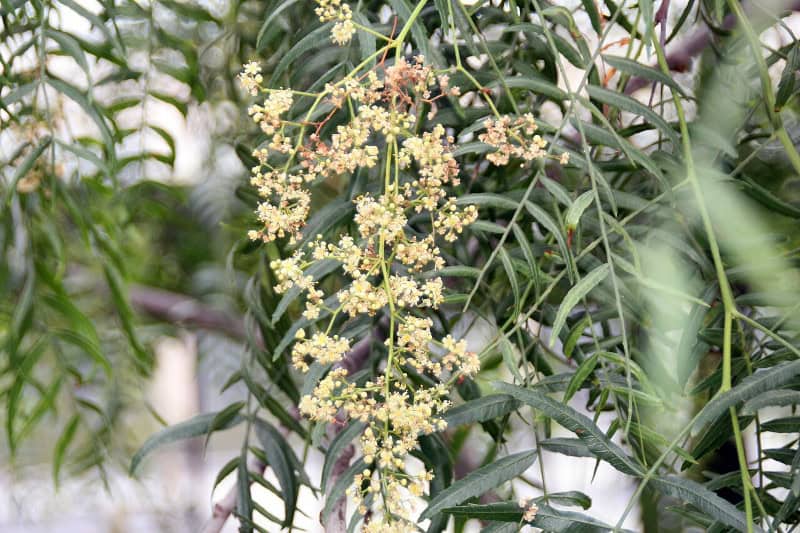 Peruvian Pepper Tree, Schinus molle