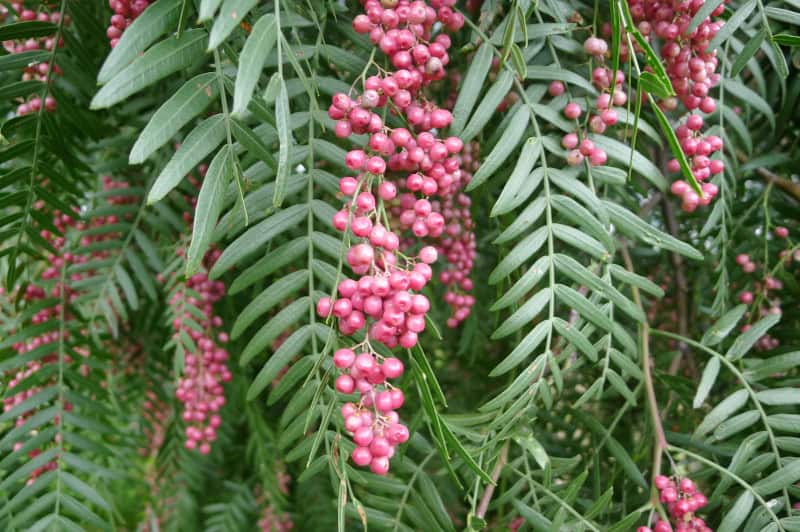 Peruvian Pepper Tree, Schinus molle